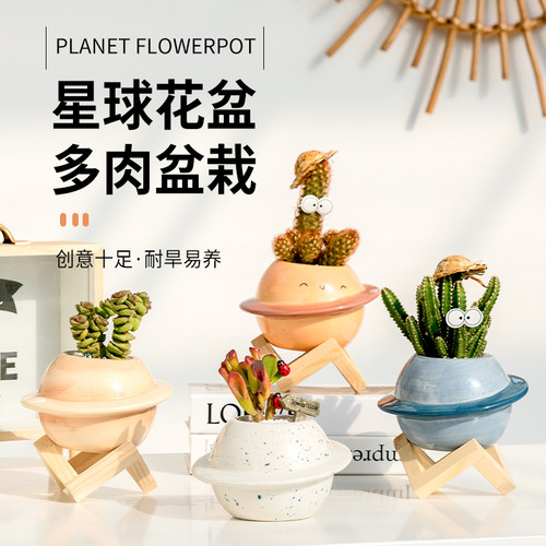 办公室盆栽趣味价格 办公室盆栽趣味图片 星期三