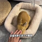 保暖垫兔子专用睡觉窝2026新款 四季 通用仿兔绒宠物兔窝冬季