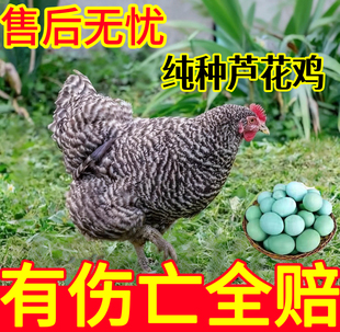 芦花鸡活苗半大一斤鸡苗脱温苗高产蛋鸡活苗半斤纯种芦花小鸡活苗