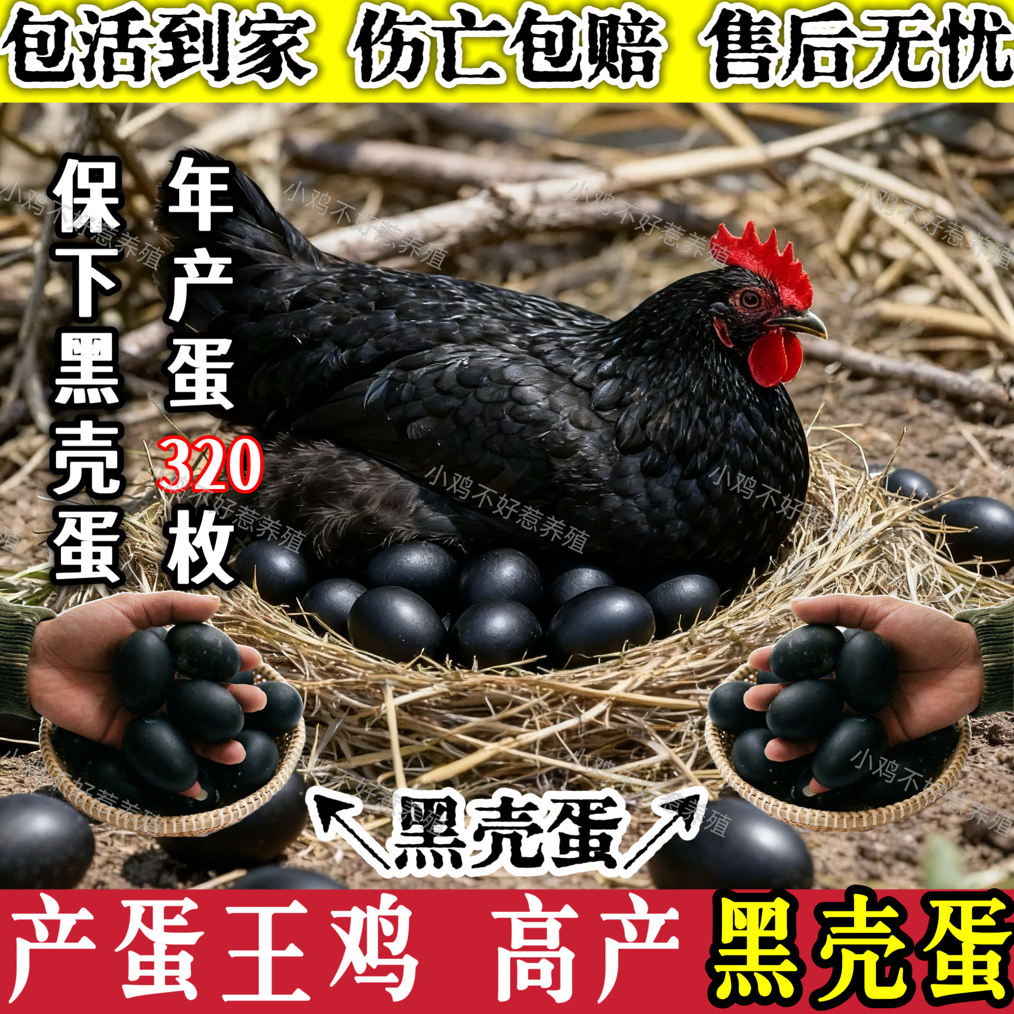 黑壳蛋鸡活苗下黑壳蛋鸡活苗黑凤鸡活苗土鸡活苗黑壳蛋鸡小鸡活苗