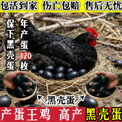 黑壳蛋鸡活苗下黑壳蛋鸡活苗黑凤鸡活苗土鸡活苗黑壳蛋鸡小鸡活苗