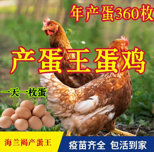 纯种海兰褐鸡活苗蛋鸡活苗母鸡小鸡活苗高产蛋鸡苗产蛋王小鸡活苗