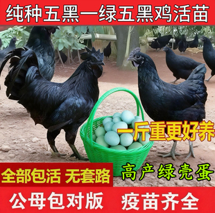 纯种五黑鸡活苗一斤小鸡活苗绿壳蛋鸡活苗半大乌骨鸡活苗乌鸡活苗