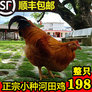 正宗福建龙岩土鸡走地鸡三黄鸡新鲜老阉鸡白切鸡白斩鸡长汀河田鸡