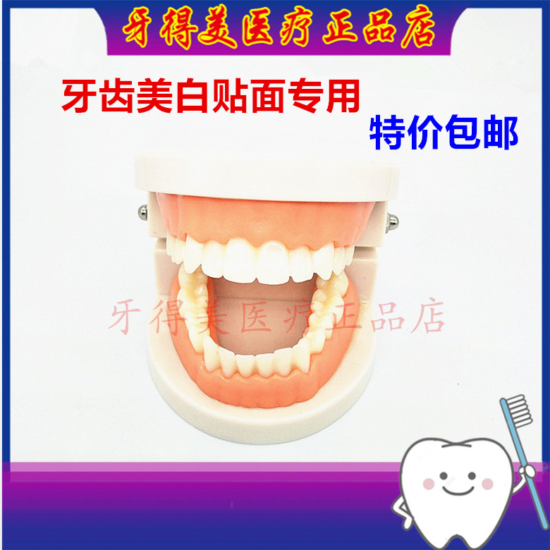 儿童口腔练习牙模模型