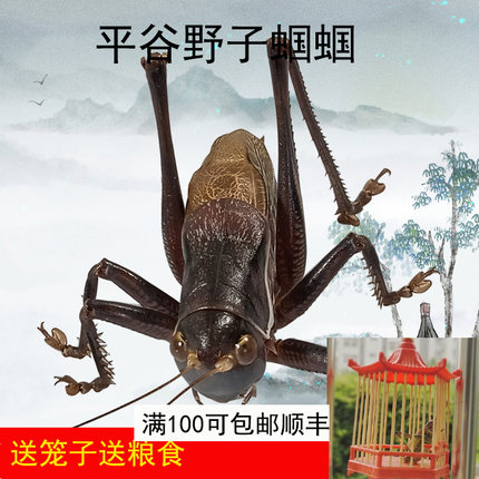 大号新脱平谷叫蝈蝈野生铁蝈蝈鸣虫过冬翠绿蝈蝈山青蝈蝈活虫活物