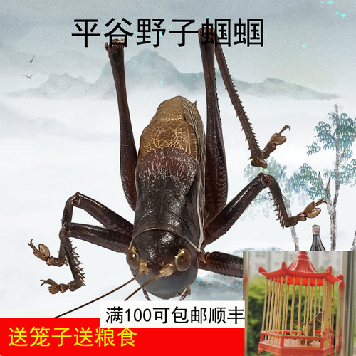 大号新脱平谷叫蝈蝈野生铁蝈蝈