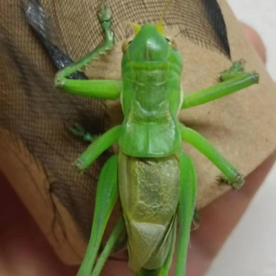 绿蝈蝈好货不等待叫虫王活体鸣虫