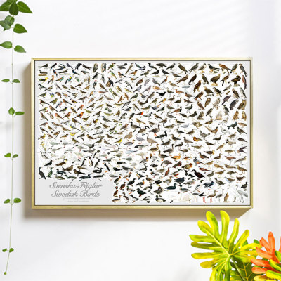瑞典鸟类图鉴海报 Swedish Birds生物辨认科普教学图谱墙画装饰画