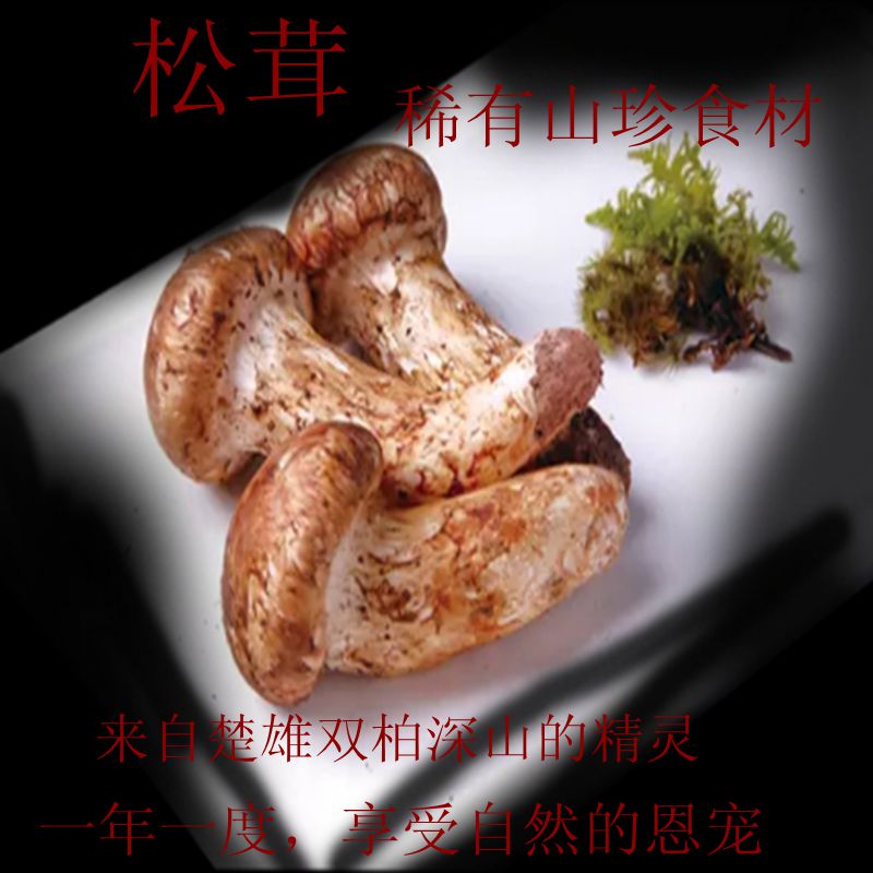 云南楚雄菌菇新鲜松茸