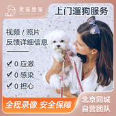 北京上门遛狗照顾寄养代养服务同城宠物喂食喂水清理便便陪宠师猫