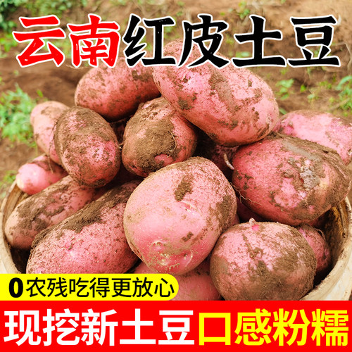 2025新鲜现挖云南红皮黄心粉土豆