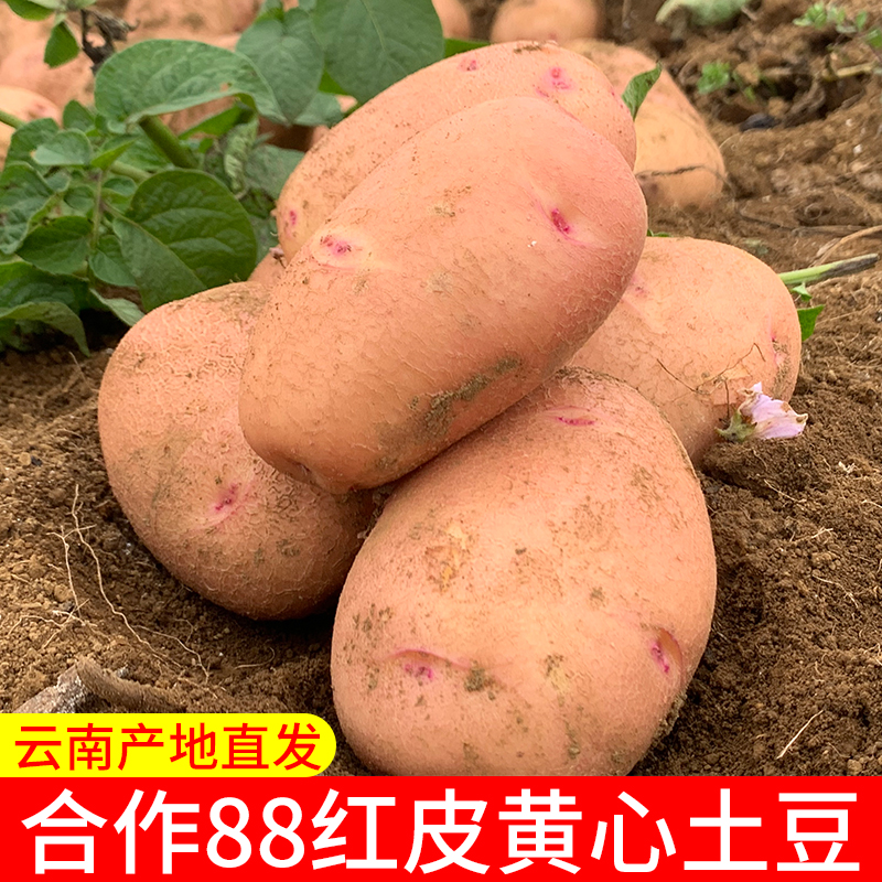 合作88号云南红皮黄心土豆批发