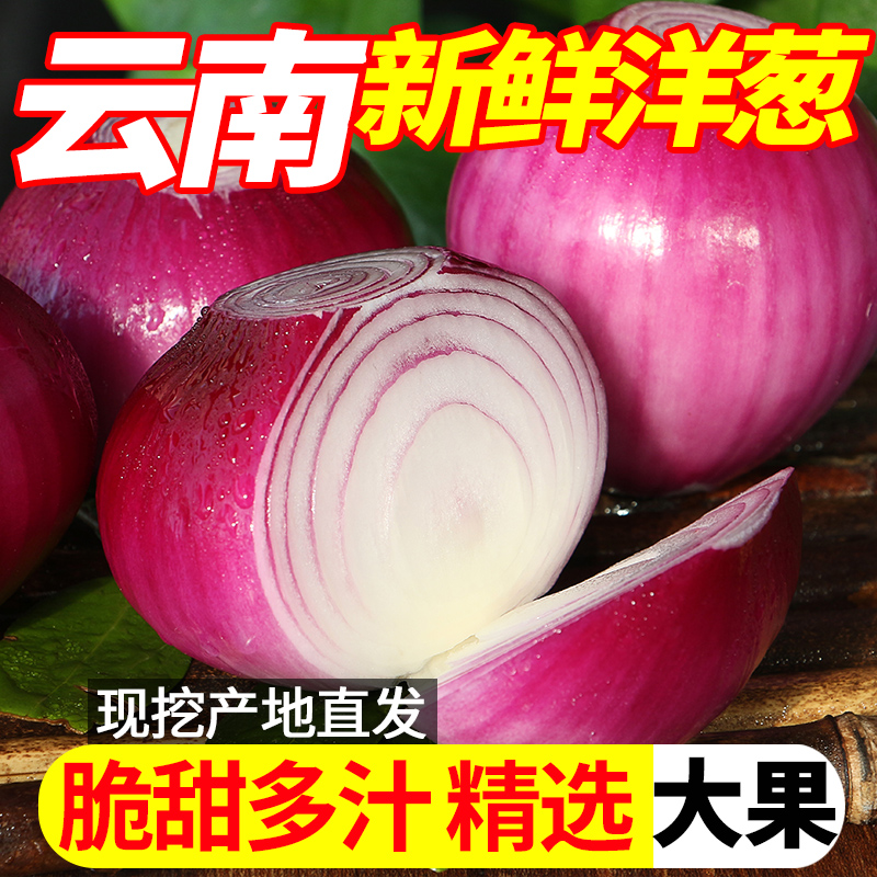 云南高山新鲜紫皮洋葱蔬菜