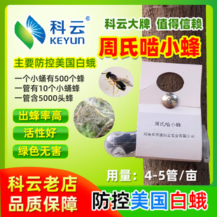 周氏啮小蜂科云茧美国白蛾杨树柳树全国农林果木病害天敌防治专用