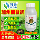 捕食螨科云加州斯氏防红蜘蛛蓟马叶螨草莓柑橘果蓝莓葡萄树蔬菜用