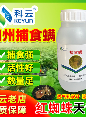 捕食螨科云加州斯氏防红蜘蛛蓟马叶螨草莓柑橘果蓝莓葡萄树蔬菜用