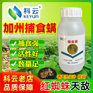 科云加州捕食螨红蜘蛛天敌草莓用