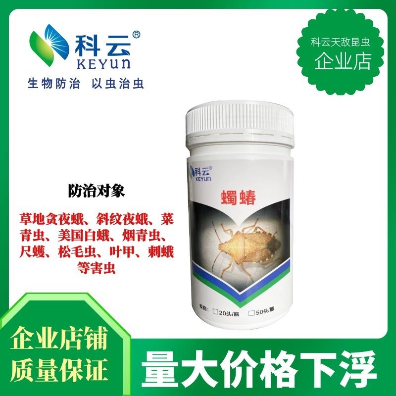 蠋蝽活体天敌昆虫玉米蔬菜害虫斜纹青虫棉铃虫绿盲蝽甲虫推荐科云