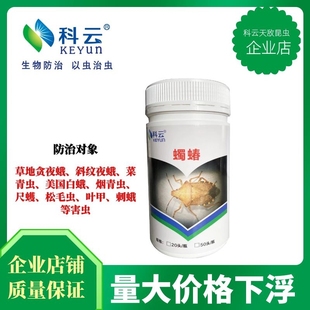 蠋蝽活体天敌昆虫玉米蔬菜害虫斜纹青虫棉铃虫绿盲蝽甲虫推荐科云