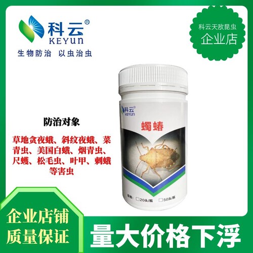 蠋蝽活体天敌昆虫玉米蔬菜害虫斜纹青虫棉铃虫绿盲蝽甲虫推荐科云