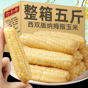 云南西双版纳拇指小玉米新鲜紫金糯白糯手指玉米早餐真空儿童玉米
