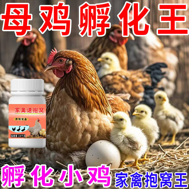 母鸡抱窝孵化小鸡专用