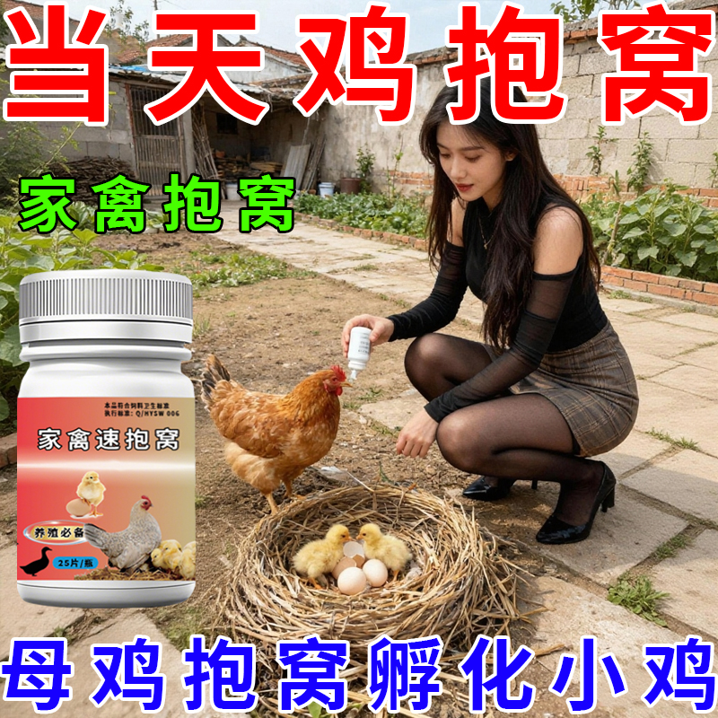 母鸡速抱窝孵化小鸡专用高效卵化小鸡让小鸡破壳而出培育小鸡专用