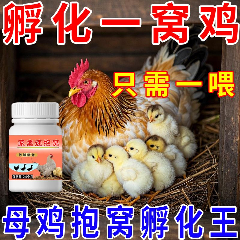 母鸡抱窝专用孵化小鸡让母鸡抱窝孵蛋小鸡破壳母鸡生蛋高孵化率