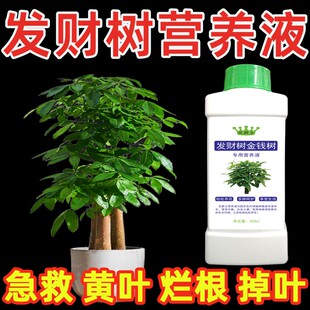 发财树营养液水培金钱树肥料专用肥叶子发黄掉叶黄叶烂根怎么办