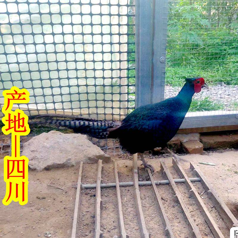 散养七彩山鸡绿雉青年公鸡孔雀蓝山鸡土鸡肉珍珠鸡贵妃鸡七彩野鸡