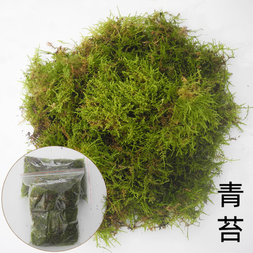 苔藓王国 要不要来了解一下 地衣 苔类 藓类 植物 网易订阅