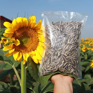 生瓜子葵花籽新货大颗粒产地内蒙古特产363特大一级薄皮休闲食品