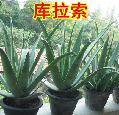美国美容库拉索芦荟盆栽植物苗灌肤食用室内吸甲醛新鲜净化空气