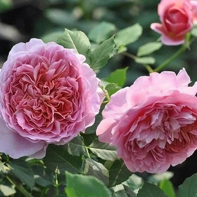 爬藤法国月季花苗