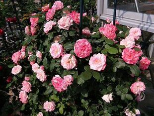 庭院植物藤本 樱霞 多季丰花藤本花卉盆栽绿植