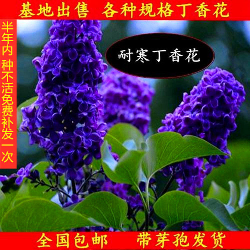 丁香花树苗 四季开花 庭院 植物 绿化 树苗 丁香花苗海棠树苗盆栽