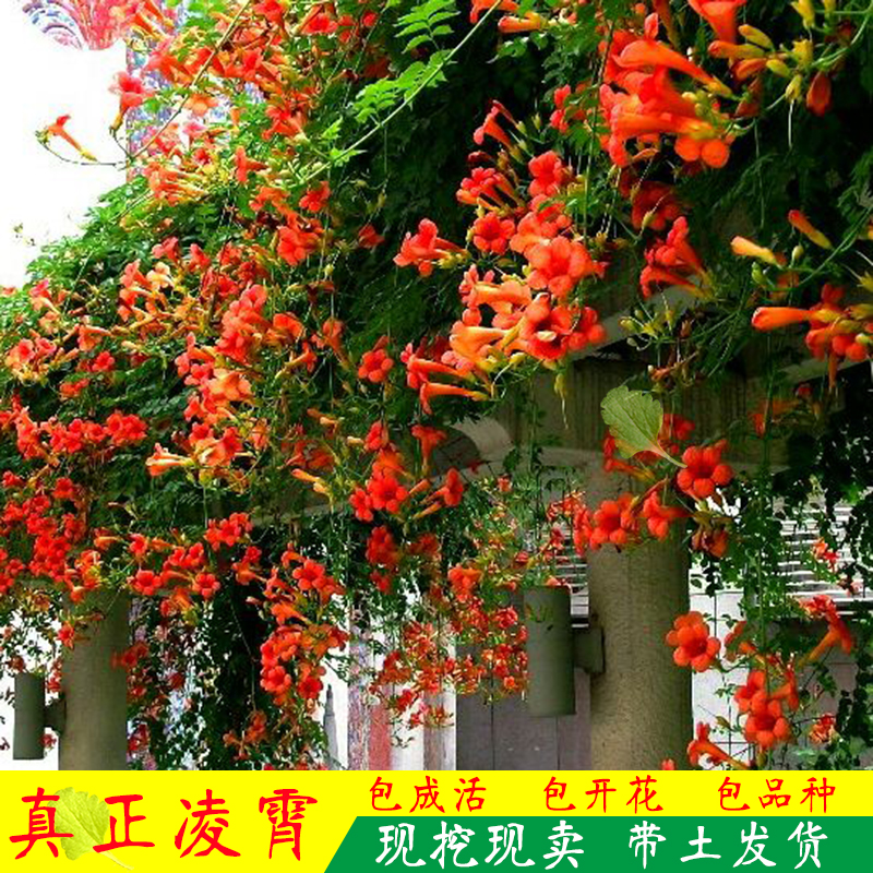 盆栽爬藤植物凌霄花苗