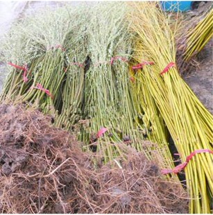 黄金柳 金丝垂柳 垂柳小苗 柳树枝条 垂杨柳树苗垂柳苗竹柳树苗