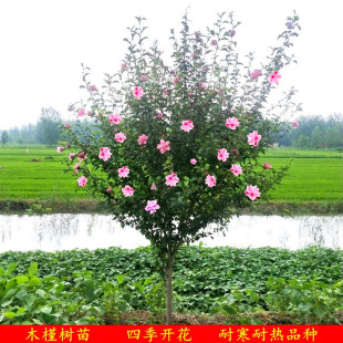 木槿花苗重瓣南方北方种植盆栽地栽四季常青庭院风景花卉树苗包邮