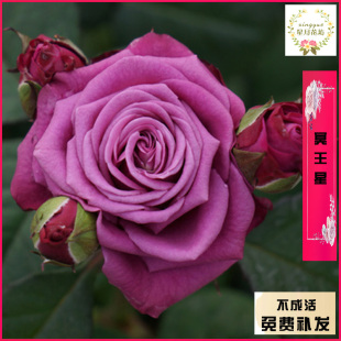 欧月灌木冥王星月季花苗阳台花卉盆栽庭院植物切花浓香四季开花包