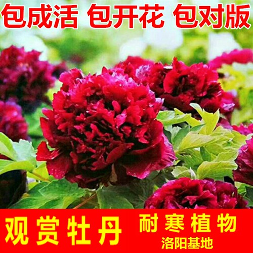 正宗洛阳牡丹花苗四季室内外庭院绿植盆栽重瓣牡丹花卉多年生包邮