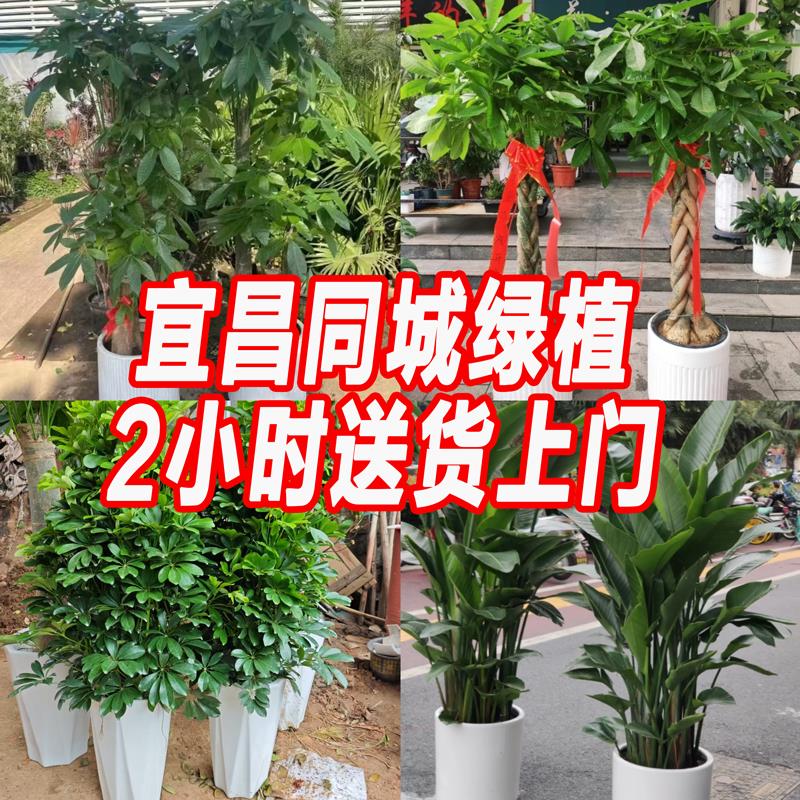 宜昌鲜花绿植发财树盆栽开业乔迁新居伍家西陵区花店同城送货上门