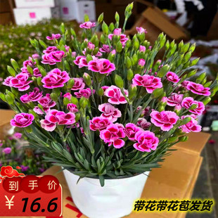 奥斯卡初吻一见钟情康乃馨石竹花盆栽苗带花苞阳台庭院四季观花