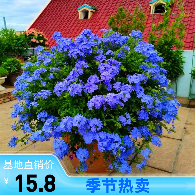 蓝雪花盆栽耐热攀爬花卉植物四季观花带花苞庭院阳台客厅好养花苗