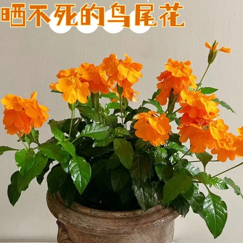 招财鸟尾花带花带花苞室内阳台庭院耐寒耐热四季观花多年生长花卉
