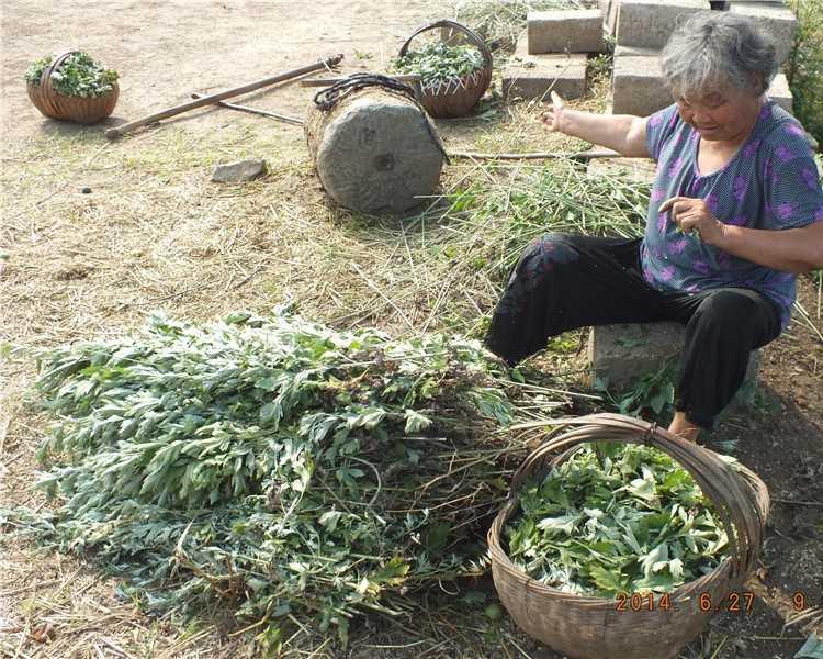 野生艾草艾叶泡脚包去湿气干艾草家用新鲜艾叶草月子专用产后足浴