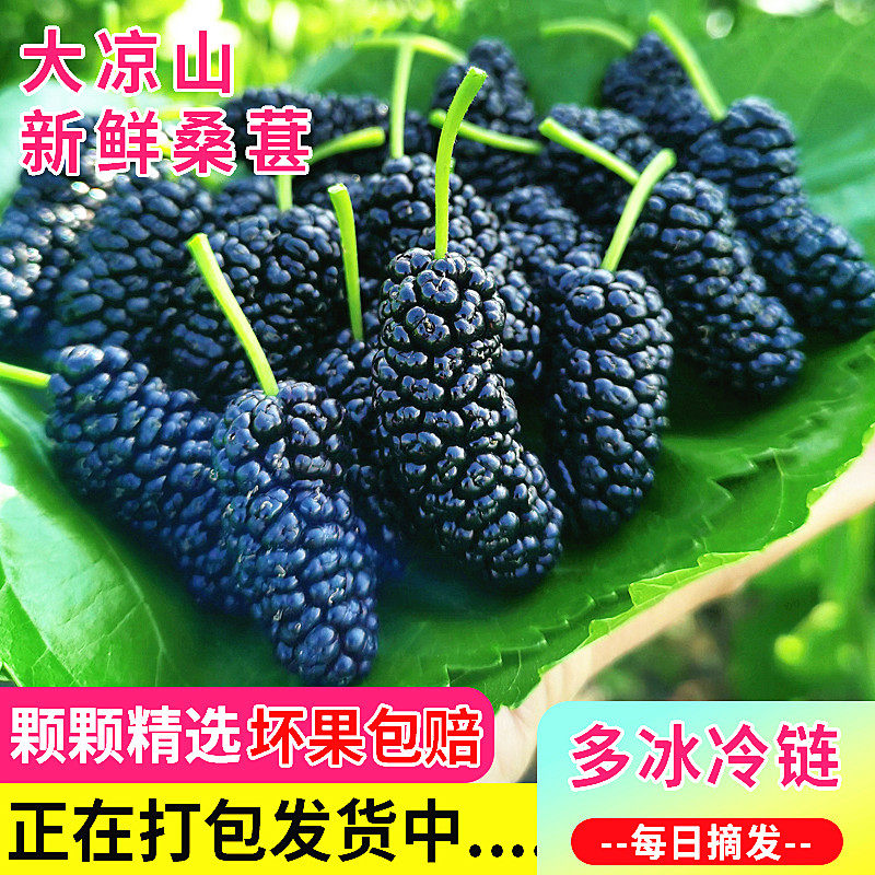 大凉山新鲜桑葚现摘现发黑桑椹鲜水果桑葚泡酒酵素非桑葚泡酒