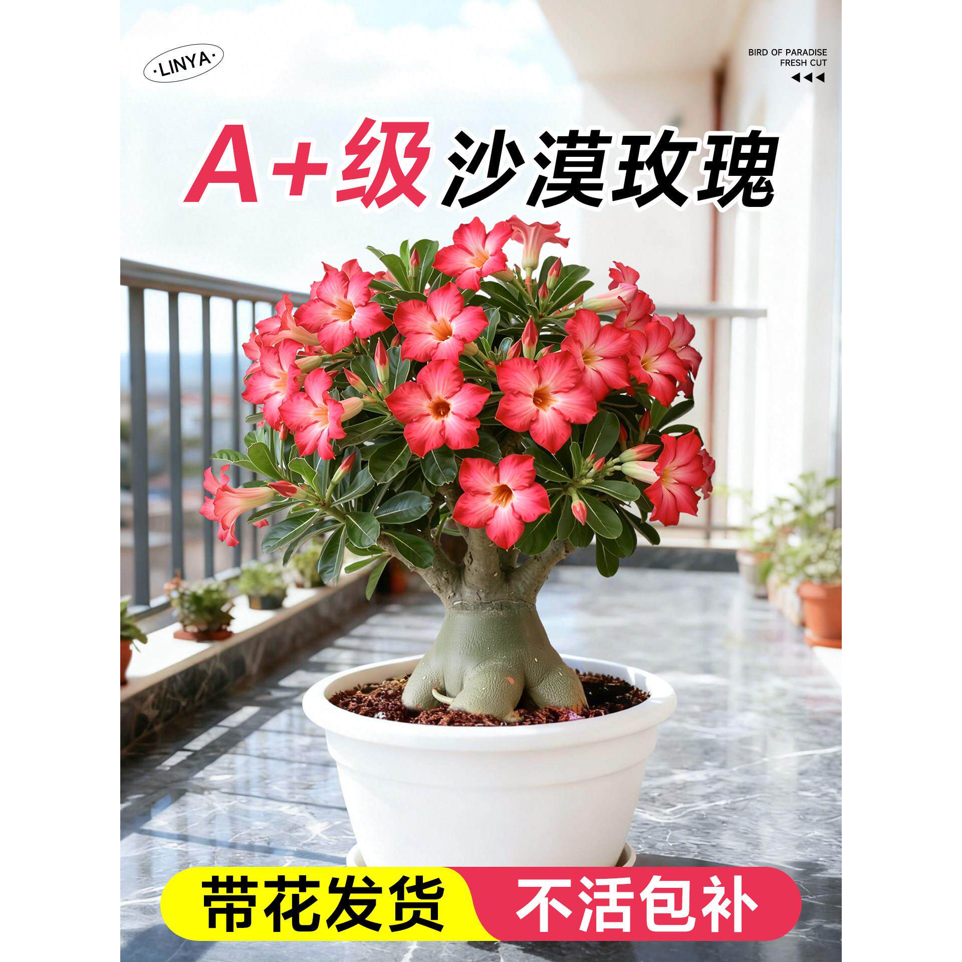 沙漠玫瑰盆栽好养重瓣老桩室内阳台绿植盆栽花卉耐旱易开花绿植物
