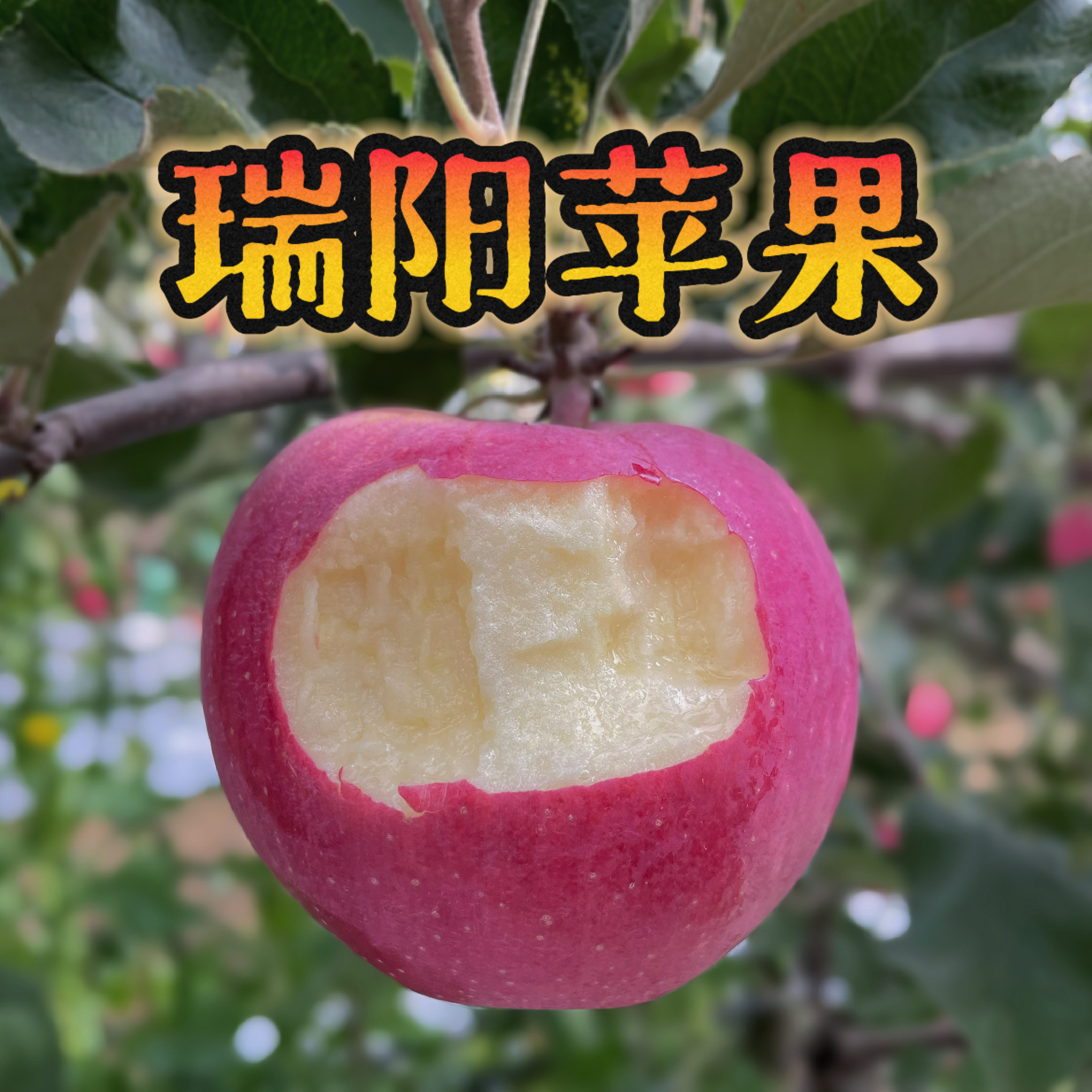 瑞阳苹果新鲜水果陕西渭南白水特产应季脆甜多汁时令整箱顺丰包邮